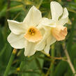 Narcis 'Bell Song' - Narcissus 'Bell Song'