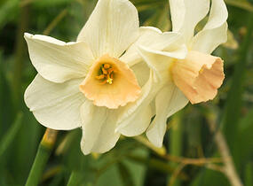 Narcis 'Bell Song' - Narcissus 'Bell Song'