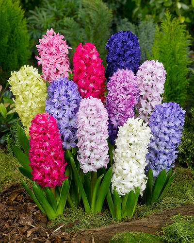 Hyacint mix - Hyacinthus mix