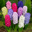 Hyacint mix - Hyacinthus mix