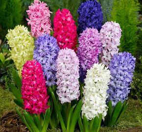 Hyacint mix - Hyacinthus mix