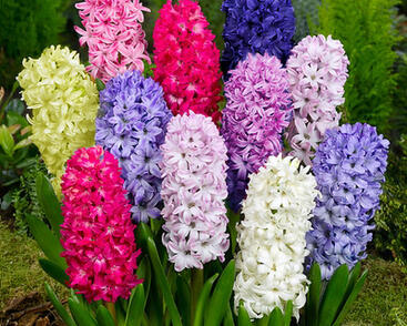 Hyacint mix