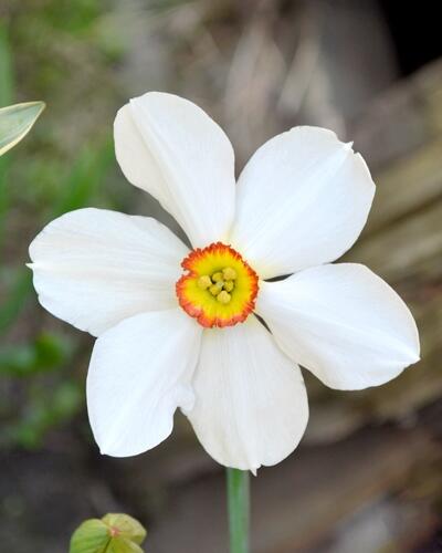 Narcis 'Actaea' - Narcissus 'Actaea'
