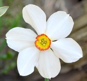 Narcis 'Actaea' - Narcissus 'Actaea'