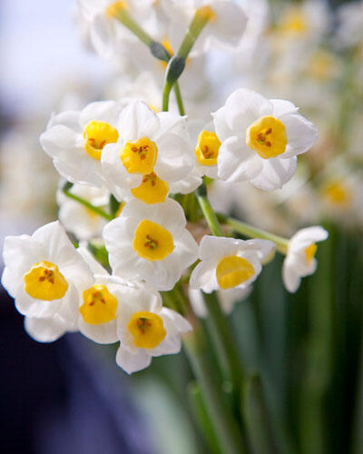 Narcis 'Avalanche' - Narcissus 'Avalanche'