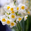 Narcis 'Avalanche' - Narcissus 'Avalanche'