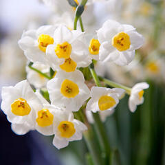 Narcis 'Avalanche' - Narcissus 'Avalanche'