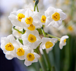 Narcis 'Avalanche' - Narcissus 'Avalanche'