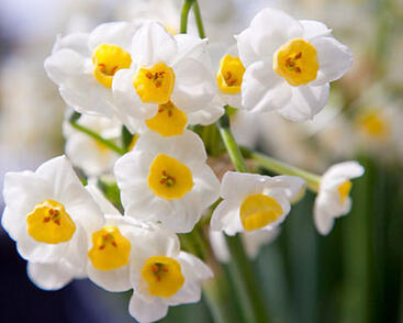 Narcis 'Avalanche'