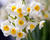 Narcis 'Avalanche'
