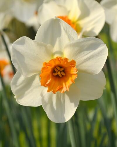 Narcis malokorunný 'Barret Browning' - Narcissus Small Cupped 'Barret Browning'
