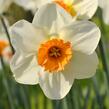 Narcis malokorunný 'Barret Browning' - Narcissus Small Cupped 'Barret Browning'