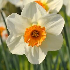 Narcis malokorunný 'Barret Browning' - Narcissus Small Cupped 'Barret Browning'