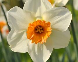 Narcis malokorunný 'Barret Browning'