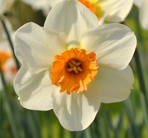 Narcis malokorunný 'Barret Browning' - Narcissus Small Cupped 'Barret Browning'
