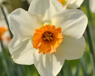 Narcis malokorunný 'Barret Browning'