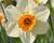 Narcis malokorunný 'Barret Browning'