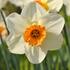 narcis-barret-browning.jpg