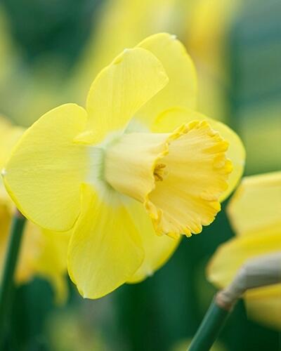 Narcis velkokorunný 'Avalon' - Narcissus Large Cupped 'Avalon'