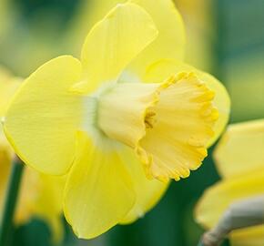 Narcis velkokorunný 'Avalon' - Narcissus Large Cupped 'Avalon'