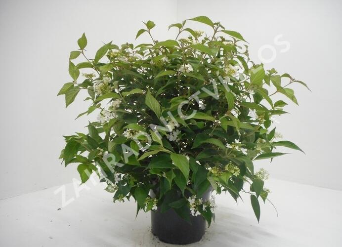 Kalina japonská 'Watanabe' - Viburnum plicatum 'Watanabe'