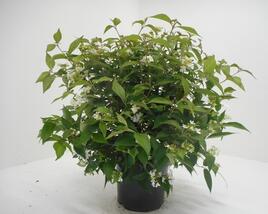 Kalina japonská 'Watanabe'