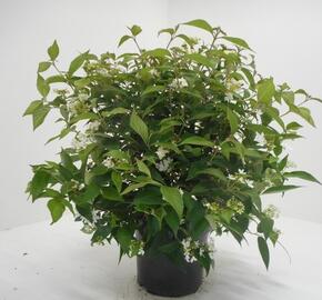 Kalina japonská 'Watanabe' - Viburnum plicatum 'Watanabe'