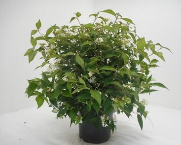 Kalina japonská 'Watanabe'