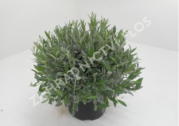 Vrba švýcarská - Salix helvetica