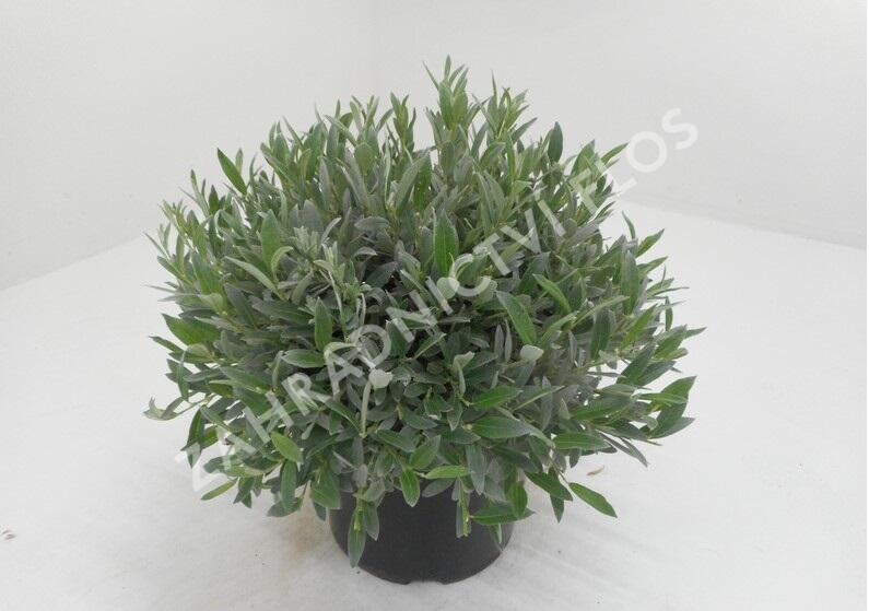 Vrba švýcarská - Salix helvetica