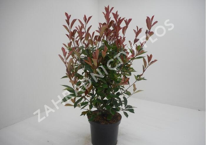 Blýskavka Fraserova 'Red Robin' - Photinia fraseri 'Red Robin'