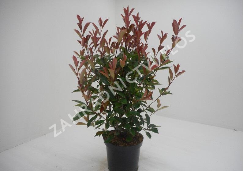 Blýskavka Fraserova 'Red Robin' - Photinia fraseri 'Red Robin'