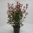 Blýskavka Fraserova 'Red Robin' - Photinia fraseri 'Red Robin'