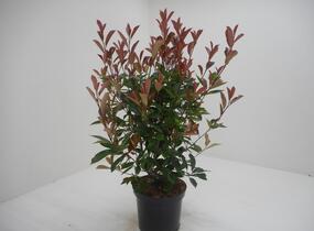 Blýskavka Fraserova 'Red Robin' - Photinia fraseri 'Red Robin'