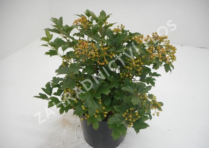 Kalina obecná 'Compactum' - Viburnum opulus 'Compactum'