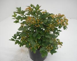 Kalina obecná 'Compactum'