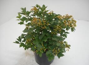 Kalina obecná 'Compactum' - Viburnum opulus 'Compactum'