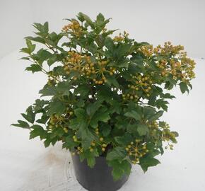 Kalina obecná 'Compactum' - Viburnum opulus 'Compactum'