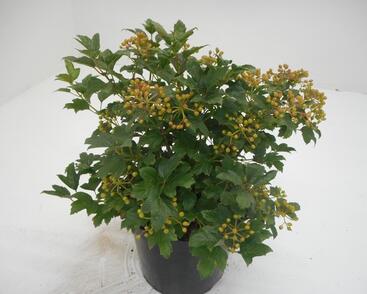 Kalina obecná 'Compactum'