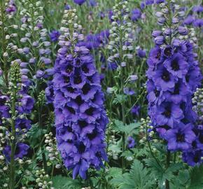 Ostrožka 'Dark Blue/Dark Bee' - Delphinium Magic Fountain 'Dark Blue/Dark Bee'