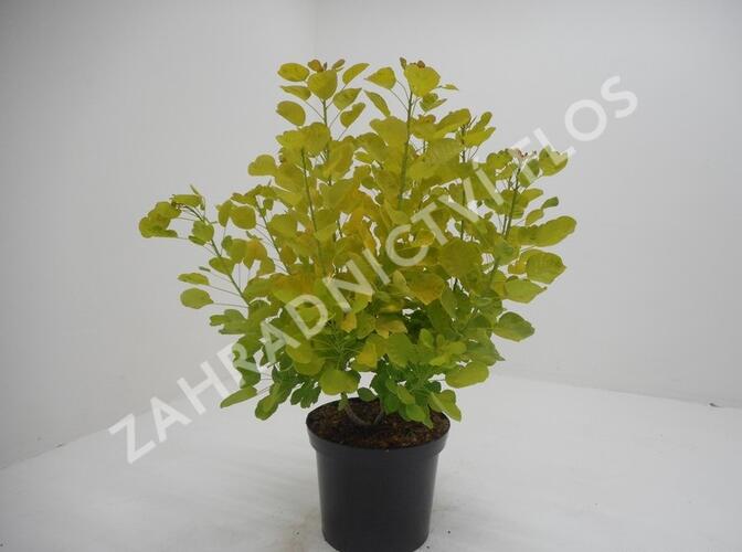 Ruj vlasatá 'Golden Spirit' - Cotinus coggygria 'Golden Spirit'