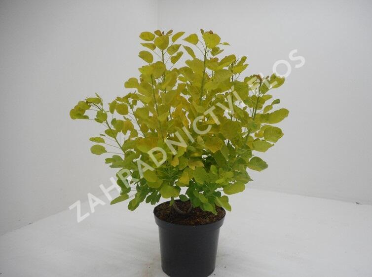 Ruj vlasatá 'Golden Spirit' - Cotinus coggygria 'Golden Spirit'