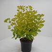 Ruj vlasatá 'Golden Spirit' - Cotinus coggygria 'Golden Spirit'