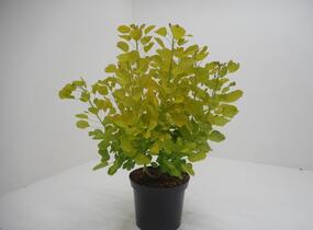 Ruj vlasatá 'Golden Spirit' - Cotinus coggygria 'Golden Spirit'
