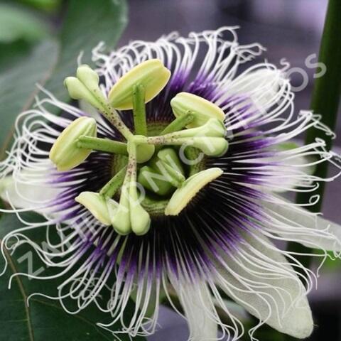 Mučenka jedlá, marakuja 'Suntropics' - Passiflora edulis 'Suntropics'