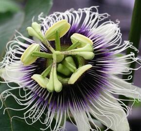 Mučenka jedlá purpurová 'Suntropics' - Passiflora edulis 'Suntropics'