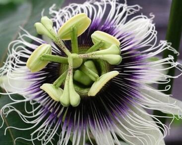 Mučenka jedlá, marakuja 'Suntropics'