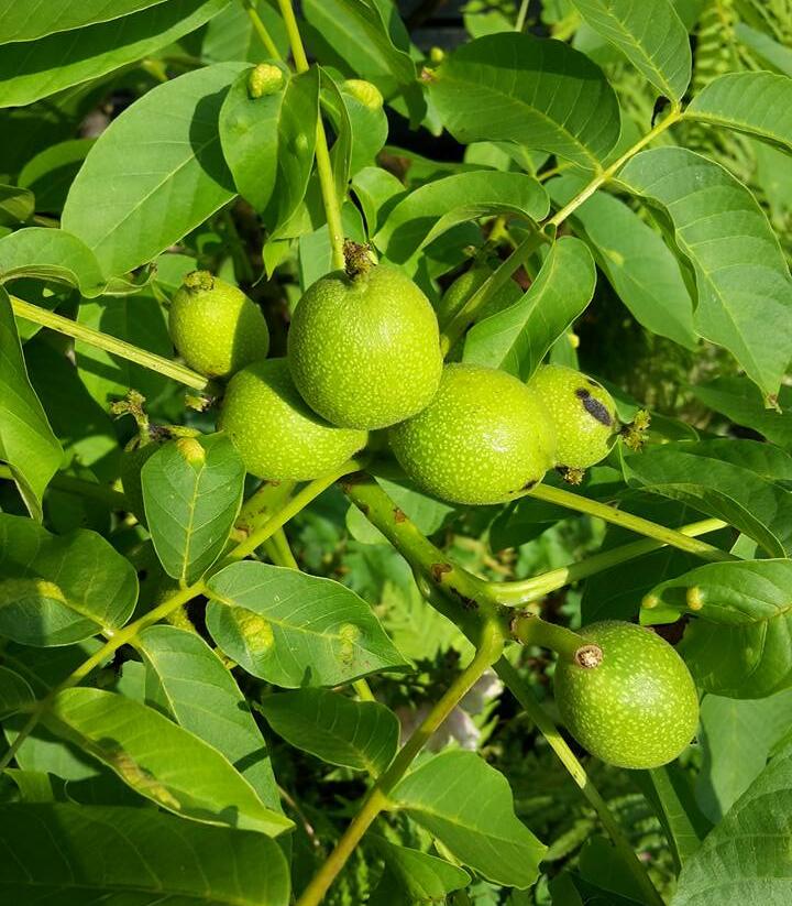 Ořešák vlašský (královský) 'Minimultiflora' - Juglans regia 'Minimultiflora'