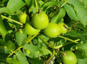 Ořešák vlašský (královský) 'Minimultiflora' - Juglans regia 'Minimultiflora'