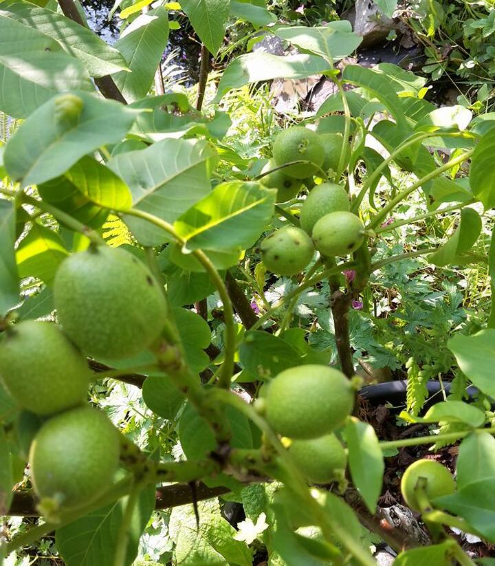 Ořešák vlašský (královský) 'Minimultiflora' - Juglans regia 'Minimultiflora'